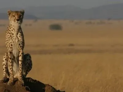Ученые предупредили об уменьшении популяции гепардов