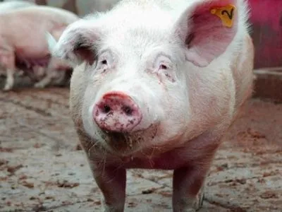 Експерт про АЧС: біобезпеки на свинофермах не дотримуються, бо це ніхто не контролює