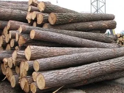 В Закарпатской области будут судить предпринимателя, который подделывал накладные на транспортированный в ЕС лес