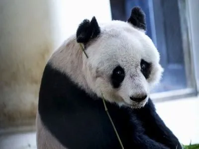 Умер самый старый самец панды в мире
