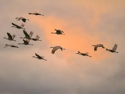 Глобальное потепление заставило перелетных птиц раньше прилетать в родные края