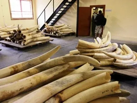 Китай планирует запретить торговлю слоновой костью
