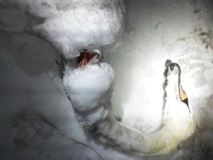 Убитого белого лебедя нашли в Запорожье