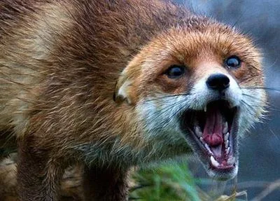 В Ровенской области ввели карантин из-за бешеной лисы