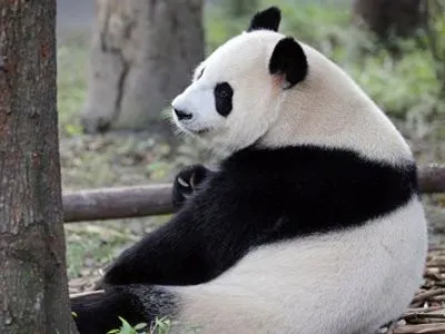 В Китае панда напала на человека, сломав ему обе руки