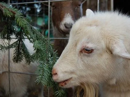 Одеситів попросили приносити новорічні ялинки до зоопарку
