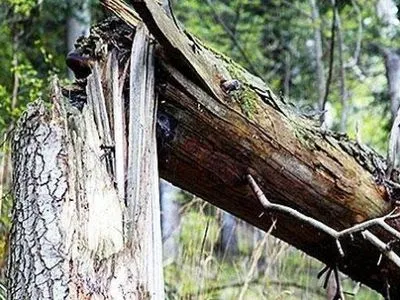 Дерево в Ровенской области убило мужчину