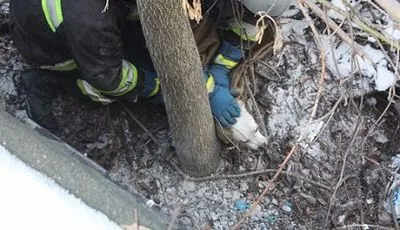 Рятувальники звільнили пса, який застряг у щілині, у Дніпрі