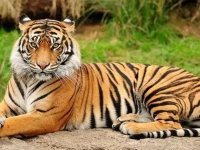 В ОАЭ запретили держать дома тигров