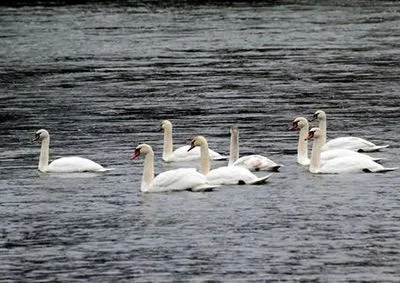 На Тернопільщині на річці Дністер оселилися близько 300 лебедів