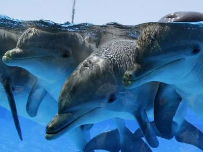 Четверо дельфинов сбежали из бассейна в Японии