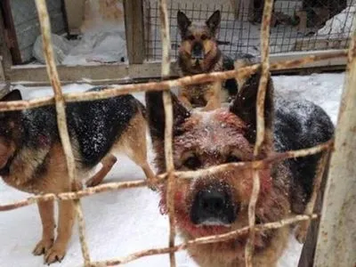 Четыре собаки загрызли мужчину в Киевской области