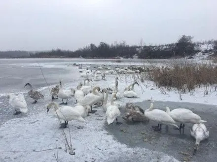 В Коломые на главном озере города замерзают лебеди