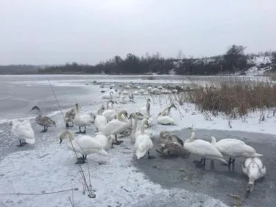 У Коломиї на головному озері міста замерзають лебеді