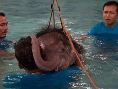 У Таїланді розпочали гідротерапію для слоненяти, яке потрапило у пастку