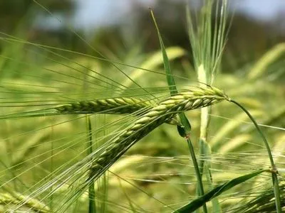 Агрометеоролог: есть все предпосылки для хорошего урожая озимых в 2017 году