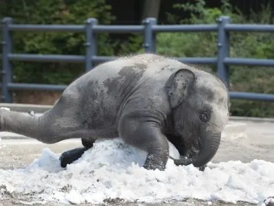 В американском зоопарке животные развлекались в снегу