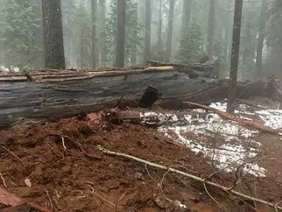 В Калифорнии в парке упала гигантская секвойя