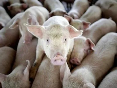 В зоне вспышки АЧС в Кировоградской области уничтожили почти 400 свиней