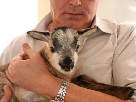 В Одесском зоопарке на свет появился детеныш камерунских овец