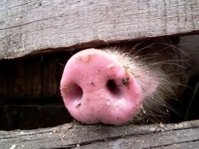Из-за АЧС в Хмельницкой области в прошлом году уничтожили почти 15 тыс. свиней