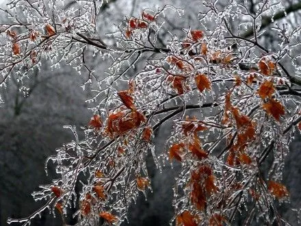 Деревья в ботаническом саду Миссури покрылись льдом
