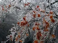 Деревья в ботаническом саду Миссури покрылись льдом