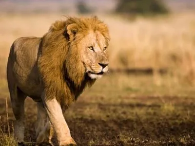 Три льва разорвали двух сотрудников сафари-парка в Иордании