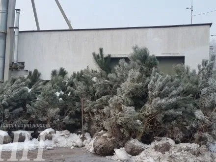 В столице заработал пункт приема и переработки новогодних елок