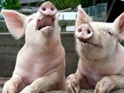 Промышленное производство украинской свинины уменьшилось на 1,6%