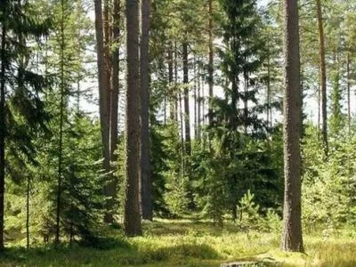 Количество уголовных производств относительно незаконной рубки леса в Закарпатье уменьшилось на 61%