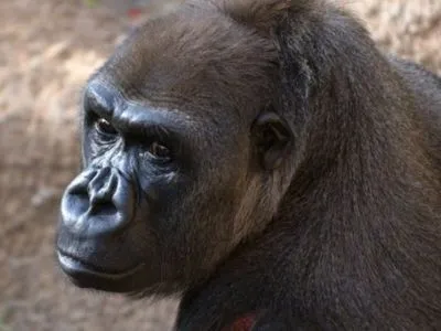 В зоопарку США померла найстаріша горила у світі