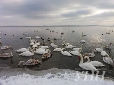Дві сотні лебедів оселилися на штучному озері Острога
