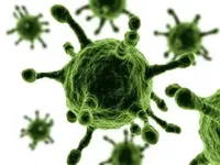 Учені назвали три віруси, які можуть призвести до глобальної катастрофи