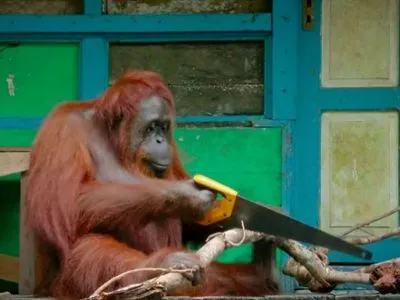 Самка орангутанга навчилася користуватися пилкою