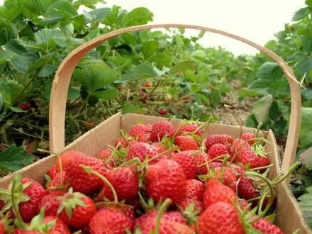Україна вирощує 6% світового врожаю полуниці