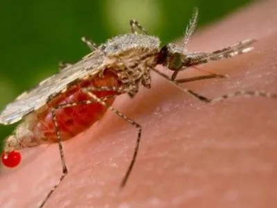 В Запорожье зарегистрировано два случая заболевания малярией