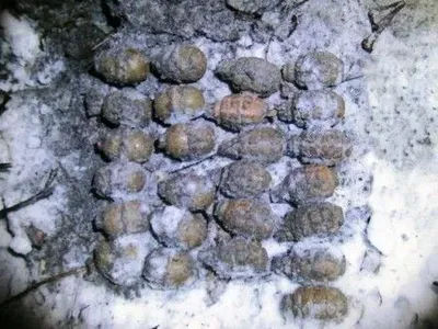 В Житомирской области обнаружили тайник с 25 гранатами