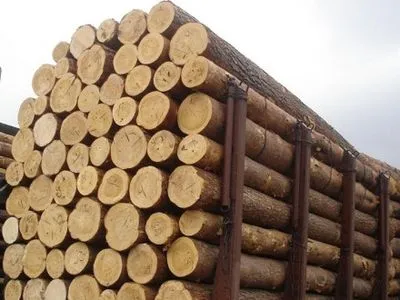 За прошлый год леса из Украины вывезено больше, чем за все годы независимости - Р.Бочкала