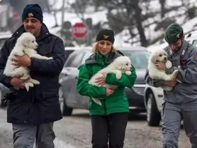 Трех живых щенков нашли в заваленном лавиной итальянском отеле