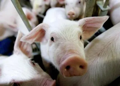 Близько двох тисяч свиней знищать через африканську чуму на Кіровоградщині