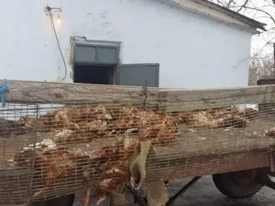 На птицефабрике в Херсонской области от голода погибло более 80 тыс. кур