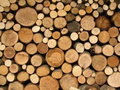 Преступную группу, которая отмыла более 44 млн грн на экспорте леса, разоблачили в Винницкой области