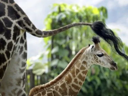 В зоопарке Бельгии родился детеныш жирафа