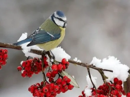 26 января в Украине ожидается похолодание