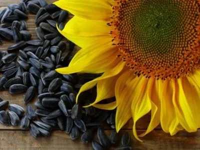 Зловмисників викрили в підробці елітного насіння соняшника на 2,5 млн грн