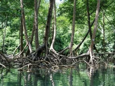 В Бангладеш вспыхнули протесты в защиту мангровых лесов