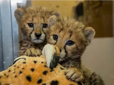 Зоопарки США запустили в Twitter "флешмоб милых животных"