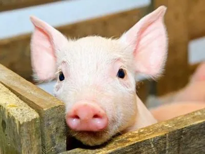 Слідчі дії за фактом занесення АЧС на територію свиноферми проводять на Кіровоградщині