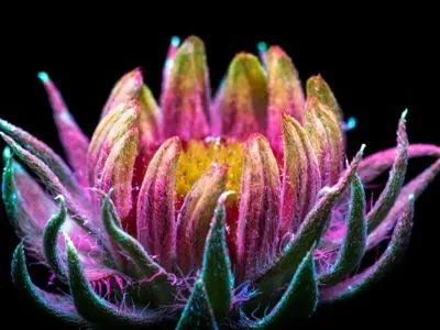 Американский фотограф снимает цветы, подсвеченные ультрафиолетом